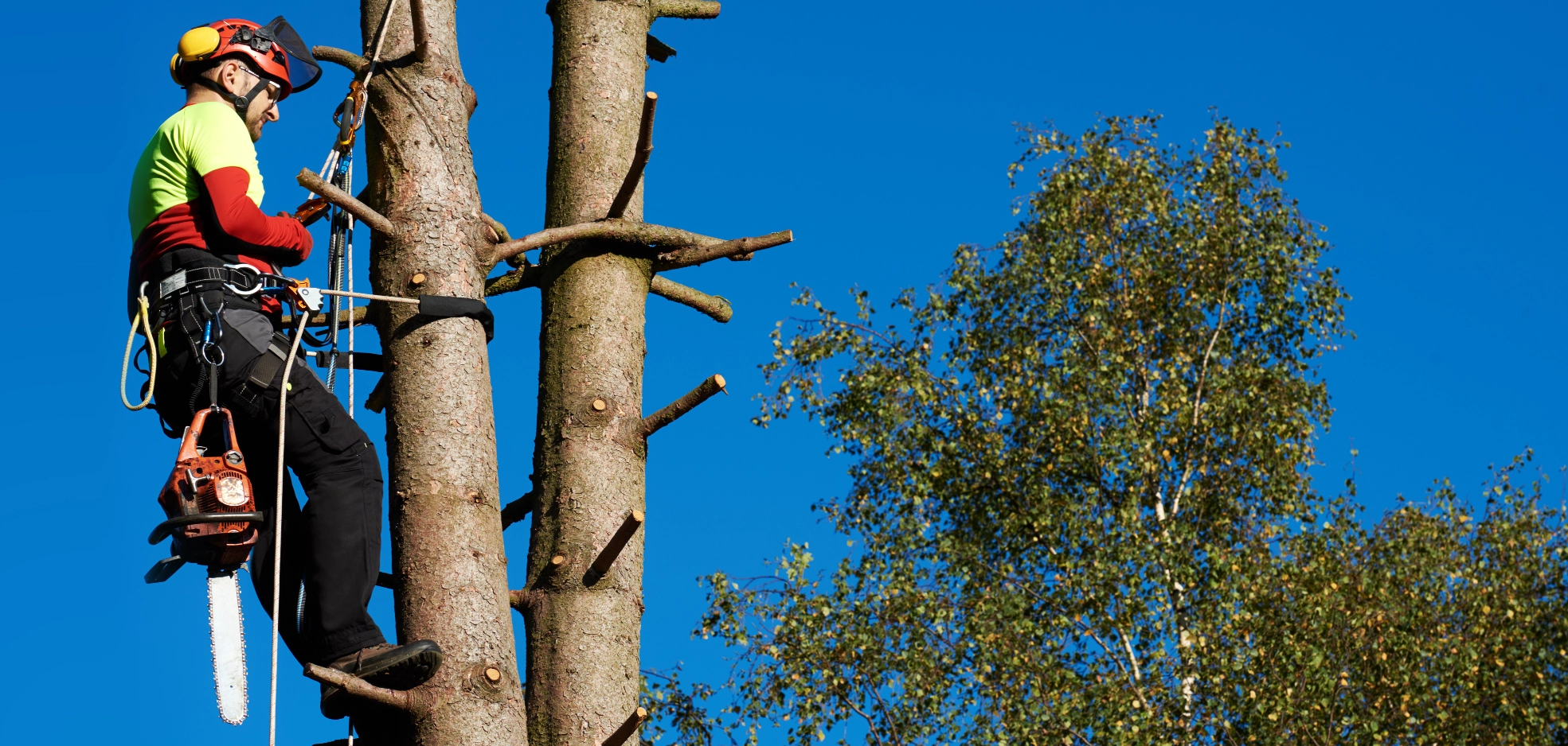 London Tree Surgeon Tree Surgeon , Free Website, Easy Website, New Website, Better than squarespace, No Coding Website, New Company, Better Than Wix,  Arborist expertise and consultation Serving Dorking